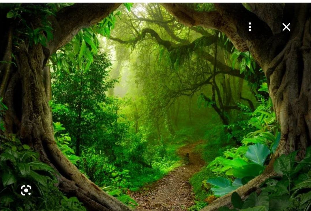 Forest 2